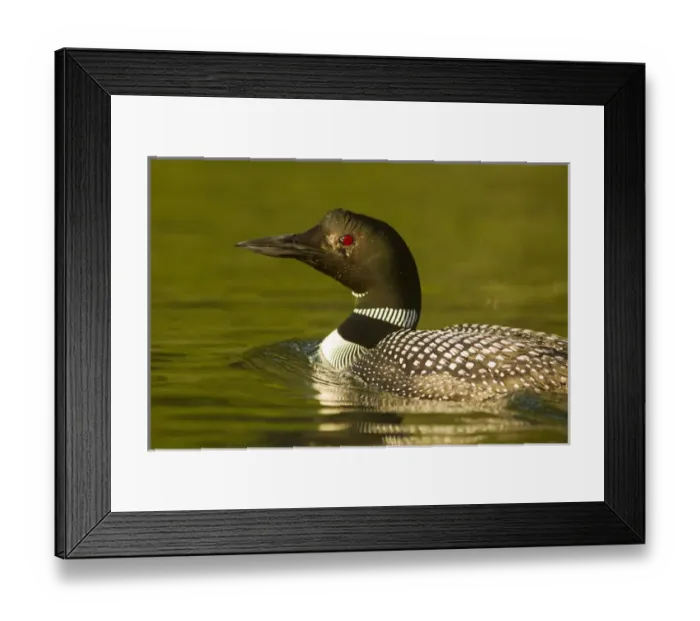 Framed Print : Common Loon on Beaver Lake in the Stillwater State Forest near Whitefish, Montana, USA Framed Print : Common Loon on Beaver Lake in the Stillwater State Forest near Whitefish, Montana, USA