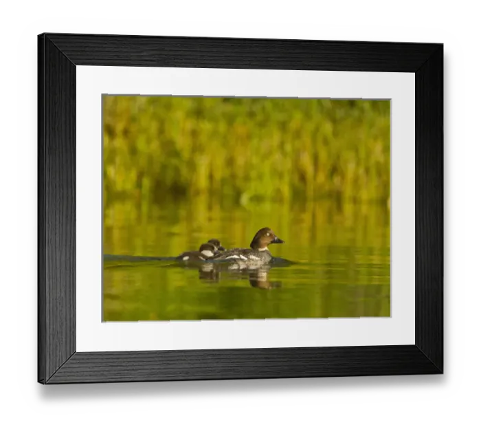 Framed Print : Common Goldeneye female with pair of chicks on Whitefish Lake, Montana, USA Framed Print : Common Goldeneye female with pair of chicks on Whitefish Lake, Montana, USA