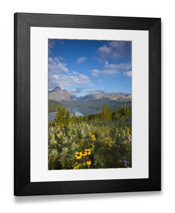 Framed Print : Prairie wildflowers and Lower Two Medicine Lake in Glacier National Park and Blackfeet Framed Print : Prairie wildflowers and Lower Two Medicine Lake in Glacier National Park and Blackfeet