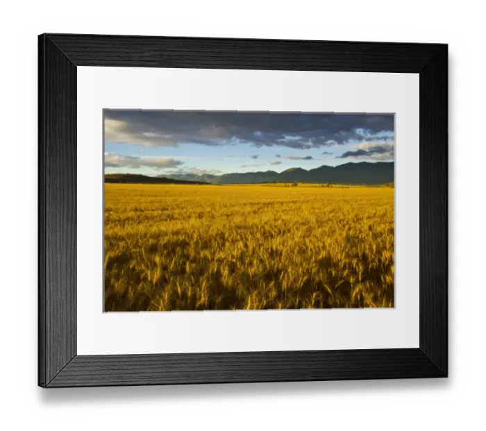 Framed Print : Mature field of wheat in the Mission Valley near Polson, Montana, USA Framed Print : Mature field of wheat in the Mission Valley near Polson, Montana, USA
