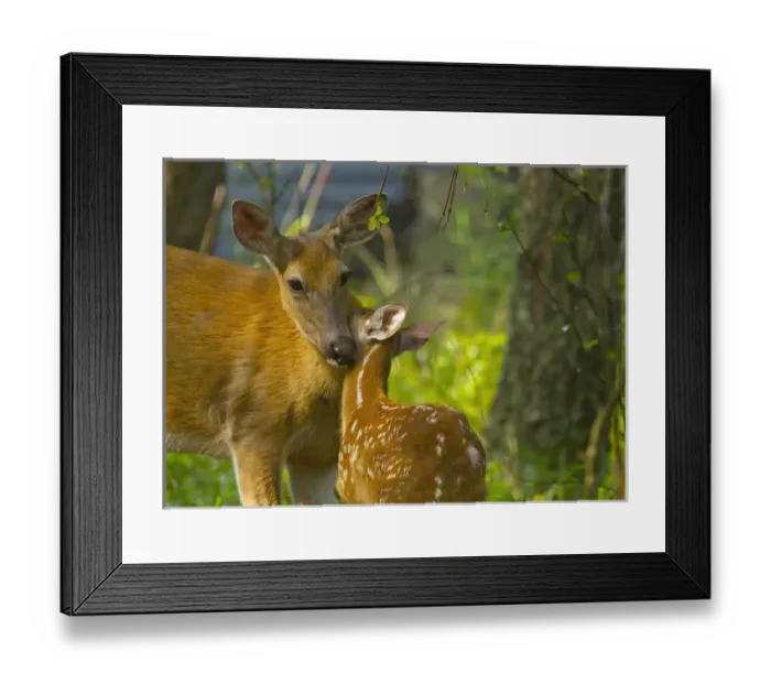 Framed Print : Whitetail doe nuzzles with fawn in Whitefish, Montana, USA Framed Print : Whitetail doe nuzzles with fawn in Whitefish, Montana, USA