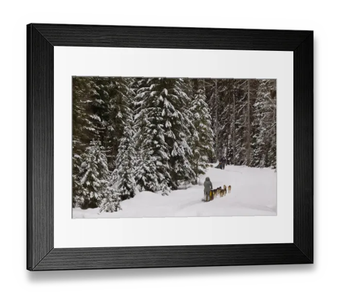 Framed Print : Dog sledding at Dog Sled Adventures Montana in Olney, Montana, USA Framed Print : Dog sledding at Dog Sled Adventures Montana in Olney, Montana, USA