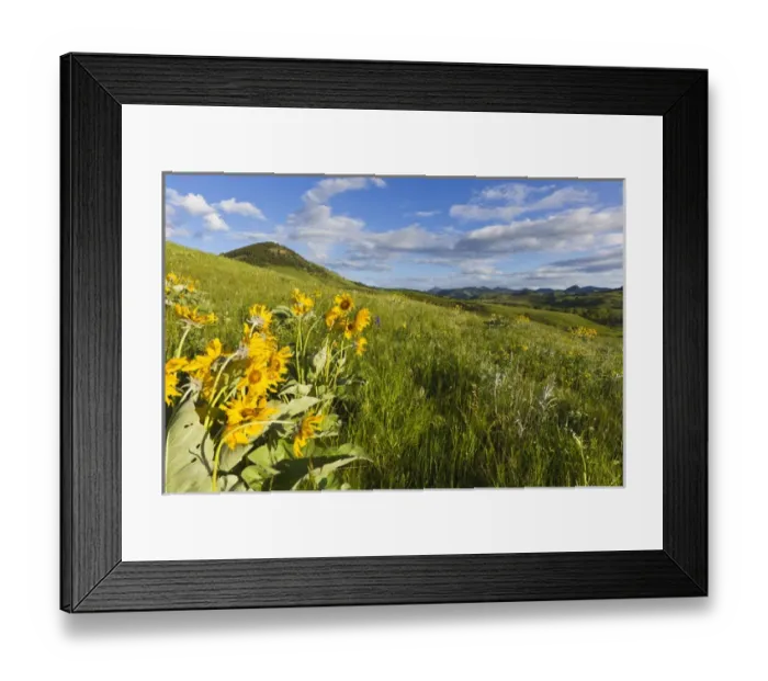 Framed Print : Arrowleaf balsomroot wildflowers in the Bears Paw Mountains near Havre, Montana, USA Framed Print : Arrowleaf balsomroot wildflowers in the Bears Paw Mountains near Havre, Montana, USA