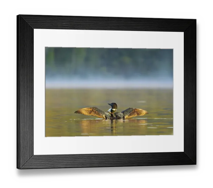 Framed Print : Common loon drying wings on Beaver Lake in the Stillwater State Forest near Whitefish Framed Print : Common loon drying wings on Beaver Lake in the Stillwater State Forest near Whitefish