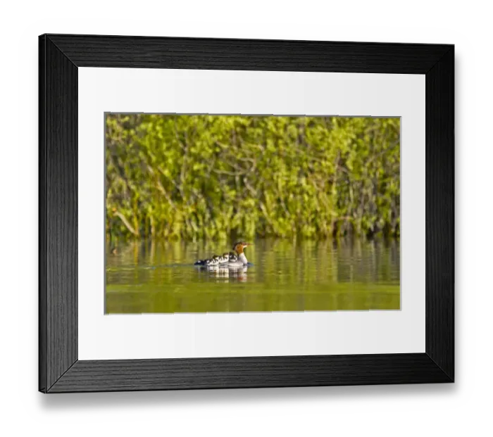 Framed Print : Common merganser with newborn chicks hitching a ride on mothers back in Whitefish Lake Framed Print : Common merganser with newborn chicks hitching a ride on mothers back in Whitefish Lake