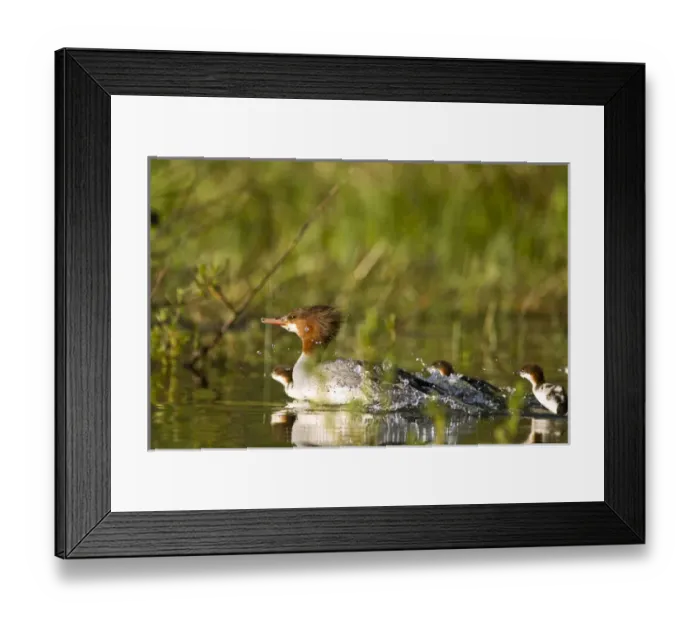 Framed Print : Common merganser with newborn chicks in Whitefish Lake, Montana, USA Framed Print : Common merganser with newborn chicks in Whitefish Lake, Montana, USA