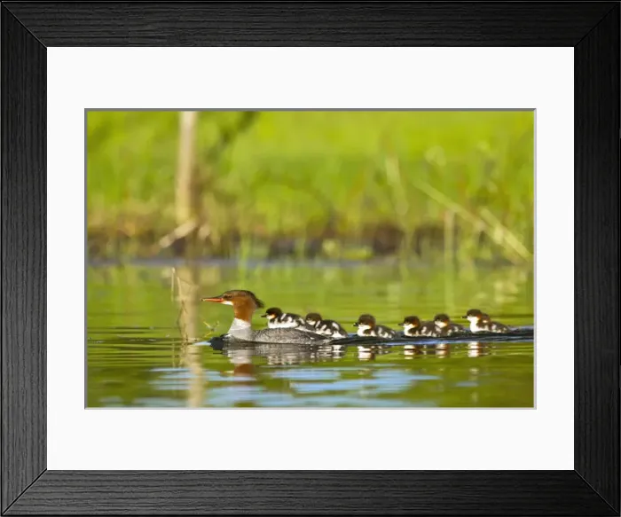 Framed Print : Common merganser with newborn chicks in Whitefish Lake, Montana, USA Framed Print : Common merganser with newborn chicks in Whitefish Lake, Montana, USA