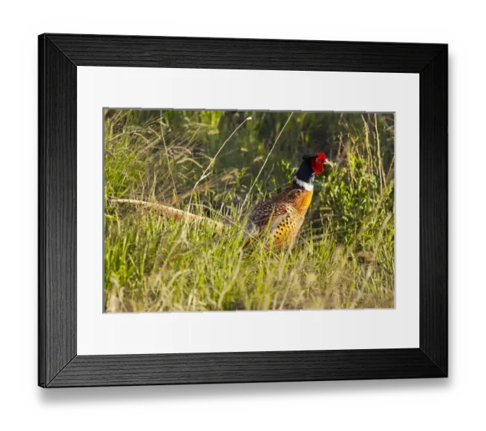 Framed Print : Male ring necked pheasant in Montana Framed Print : Male ring necked pheasant in Montana