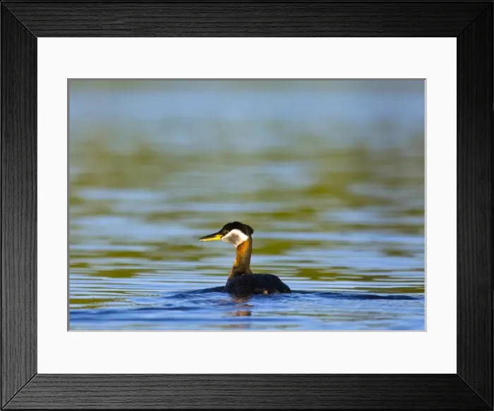 Framed Print : Red Necked Grebe in Whitefish Lake, Montana, USA Framed Print : Red Necked Grebe in Whitefish Lake, Montana, USA