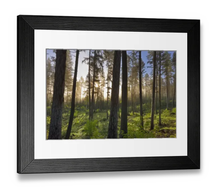 Framed Print : Morning fog burns through at the Stillwater State Forest near Whitefish, Montana, USA Framed Print : Morning fog burns through at the Stillwater State Forest near Whitefish, Montana, USA