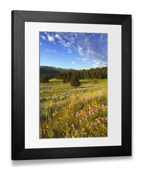 Framed Print : Wildflowers and the Gallatin Mountain Range above Spanish Creek in the Gallatin National