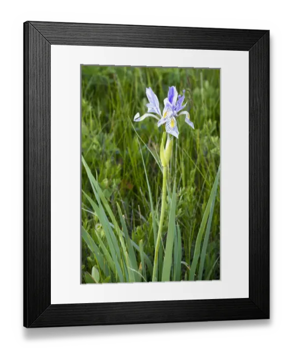 Framed Print : Wild iris wildflowers in the Sun River WMA near Augusta, Montana, USA Framed Print : Wild iris wildflowers in the Sun River WMA near Augusta, Montana, USA
