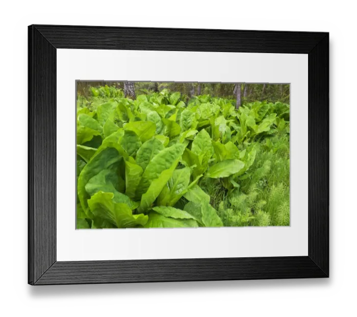 Framed Print : Skunk cabbage grows in wetlands in Whitefish, Montana, USA Framed Print : Skunk cabbage grows in wetlands in Whitefish, Montana, USA
