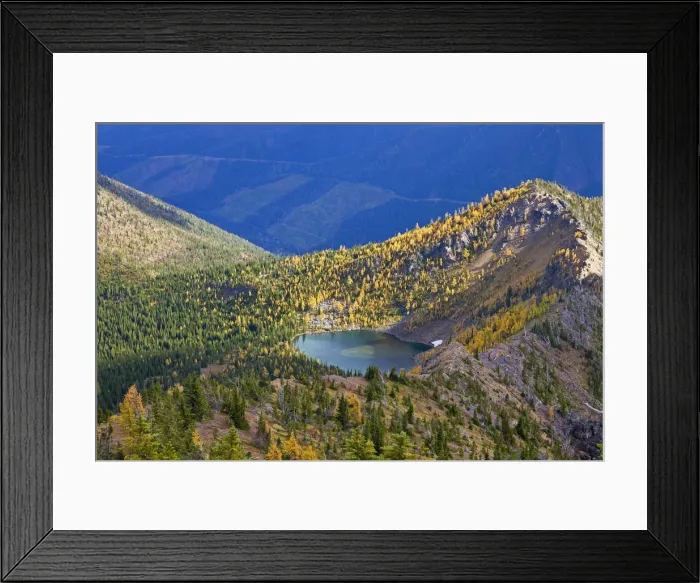 Framed Print : Subalpine larch in autumn on Nasukoin Lake in the Whitefish Range of the Flathead National Forest Framed Print : Subalpine larch in autumn on Nasukoin Lake in the Whitefish Range of the Flathead National Forest