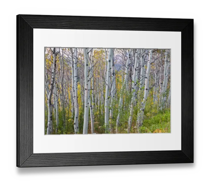 Framed Print : Quaking aspen grove at dawn near East Glacier, Montana, USA Framed Print : Quaking aspen grove at dawn near East Glacier, Montana, USA