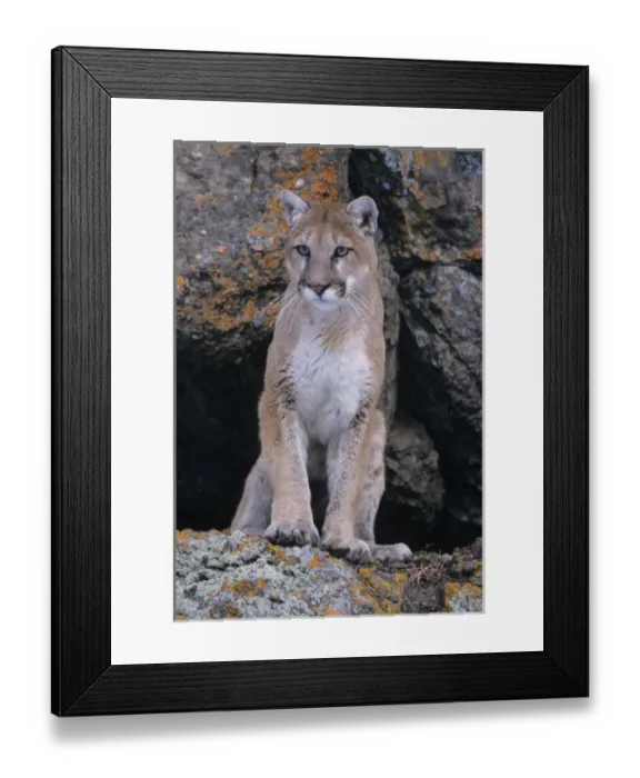 Framed Print : USA, Montana, Lichen on rocks, Mountain lion (Felis concolor) Framed Print : USA, Montana, Lichen on rocks, Mountain lion (Felis concolor)