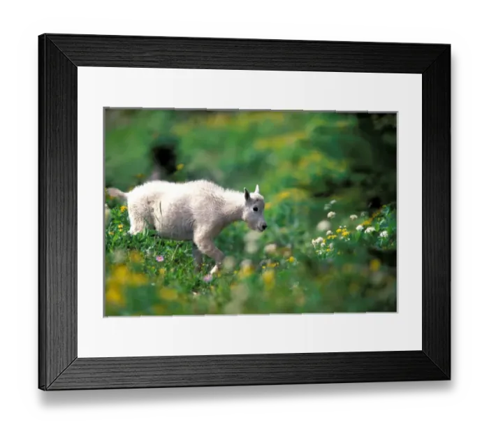 Framed Print : North America, USA, Montana, Glacier National Park. Mountain Goat (Oreamnos americanus) Framed Print : North America, USA, Montana, Glacier National Park. Mountain Goat (Oreamnos americanus)