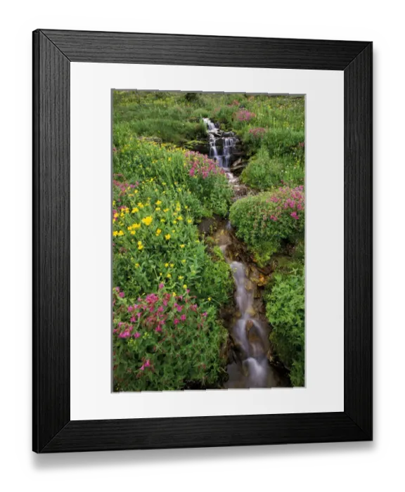 Framed Print : North America, USA, Montana, Glacier National Park. Wild flowers Framed Print : North America, USA, Montana, Glacier National Park. Wild flowers