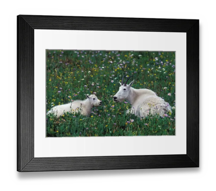 Framed Print : North America, USA, Montana, Glacier National Park. Mountain Goats (Oreamnos americanus) Framed Print : North America, USA, Montana, Glacier National Park. Mountain Goats (Oreamnos americanus)