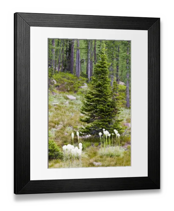 Framed Print : North America, USA, Montana, Rocky Mountains, Bob Marshall Wilderness, evergreen Framed Print : North America, USA, Montana, Rocky Mountains, Bob Marshall Wilderness, evergreen