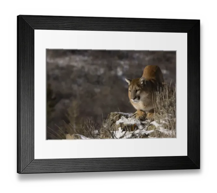 Framed Print : Mountain Lion, aka puma, cougar; Puma concolor, Captive wildlife model, in snow near