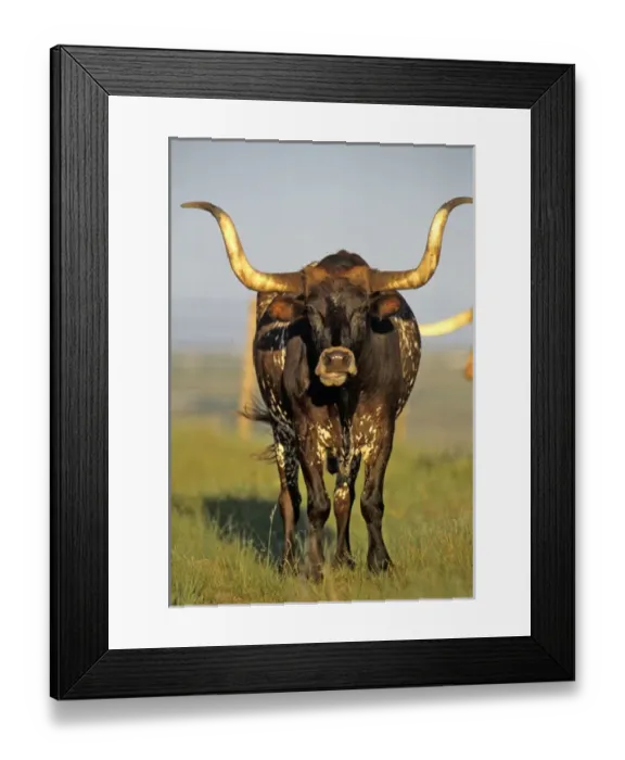 Framed Print : Longhorn cattle in Fort Niobrara NWR near Valentine Nebraska Framed Print : Longhorn cattle in Fort Niobrara NWR near Valentine Nebraska