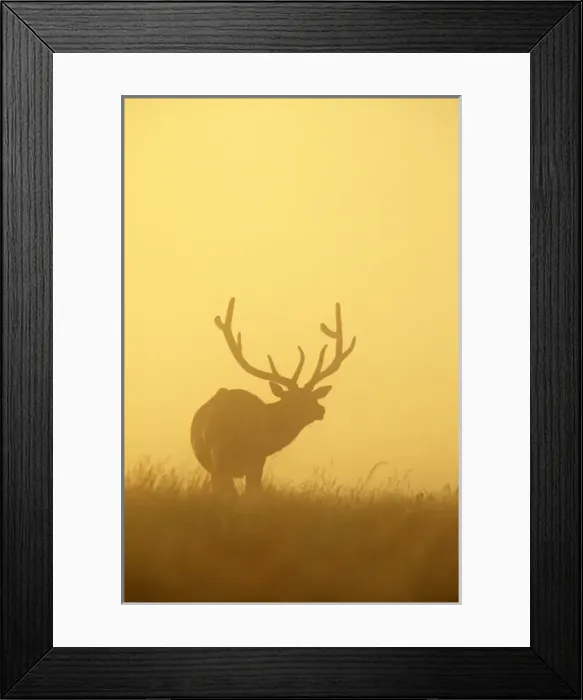 Framed Print : Mature Bull Elk in the dawn fog at Fort Niobrara NWR in Nebraska Framed Print : Mature Bull Elk in the dawn fog at Fort Niobrara NWR in Nebraska