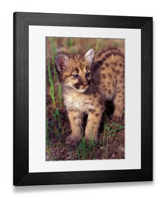 Framed Print : A Mt Lion cub in the Montana wilderness Framed Print : A Mt Lion cub in the Montana wilderness