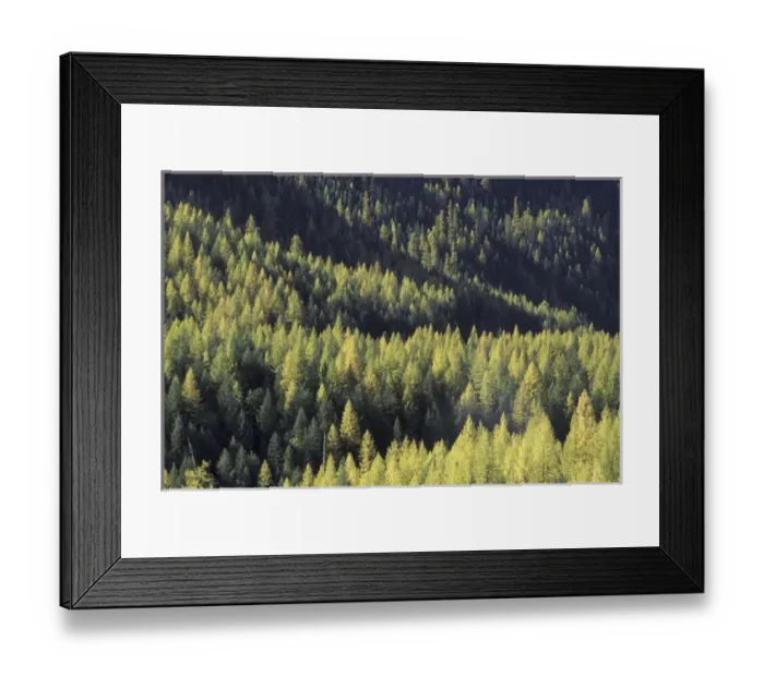 Framed Print : NA, USA, Montana Larch forest in Glacier NP