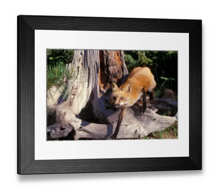 Framed Print : A red fox walking carefully through the Montana wilderness Framed Print : A red fox walking carefully through the Montana wilderness