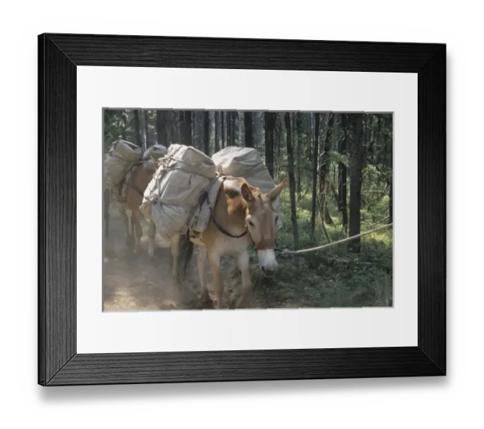 Framed Print : USA; Montana; mule carrying a load; Bob Marshall Wilderness