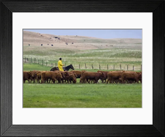 Framed Print : Cowboy in rain slicker hers red angus cattle in pasture near North Platte Nebraska Framed Print : Cowboy in rain slicker hers red angus cattle in pasture near North Platte Nebraska
