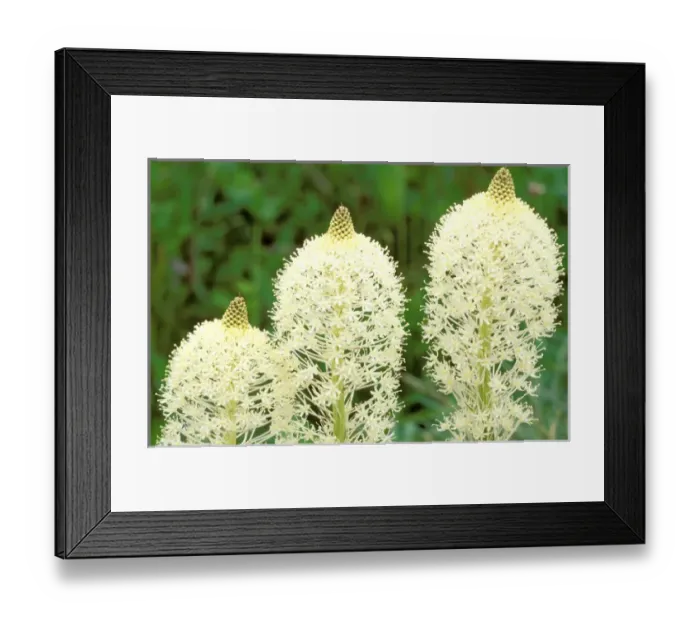 Framed Print : North America, USA, Montana, Glacier National Park. Beargrass in full bloom at Logan Pass Framed Print : North America, USA, Montana, Glacier National Park. Beargrass in full bloom at Logan Pass