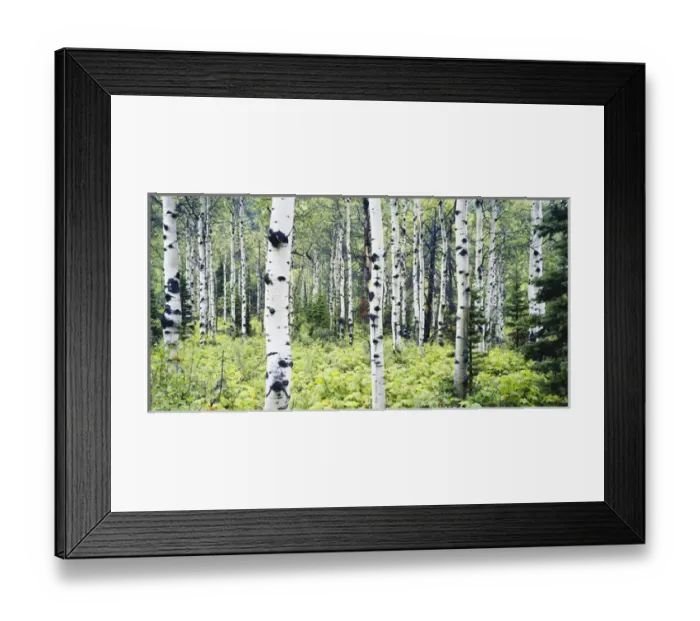 Framed Print : USA, Montana, Glacier National Park, Alpine forest of white birch trees Framed Print : USA, Montana, Glacier National Park, Alpine forest of white birch trees