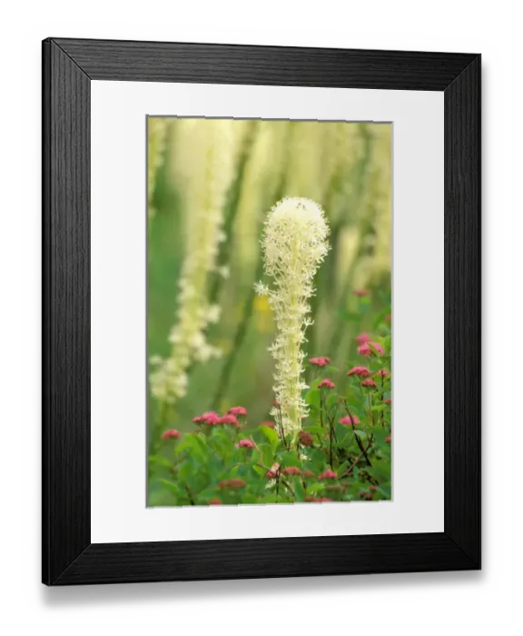 Framed Print : North America, USA, Montana, Glacier National Park. Beargrass in full bloom at Logan Pass Framed Print : North America, USA, Montana, Glacier National Park. Beargrass in full bloom at Logan Pass