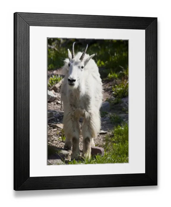 Framed Print : MT, Glacier National Park, above Logan Pass, Mountain Goat, Nanny Framed Print : MT, Glacier National Park, above Logan Pass, Mountain Goat, Nanny