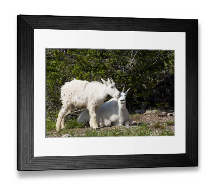Framed Print : MT, Glacier National Park, above Logan Pass, Mountain Goats, Nanny and kid Framed Print : MT, Glacier National Park, above Logan Pass, Mountain Goats, Nanny and kid
