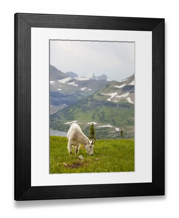 Framed Print : MT, Glacier National Park, above Logan Pass, Mountain Goat (Billy Goat) in meadow Framed Print : MT, Glacier National Park, above Logan Pass, Mountain Goat (Billy Goat) in meadow