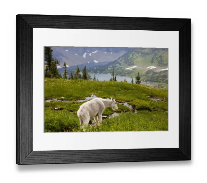 Framed Print : MT, Glacier National Park, above Logan Pass, Mountain Goat (Billy Goat) in meadow Framed Print : MT, Glacier National Park, above Logan Pass, Mountain Goat (Billy Goat) in meadow