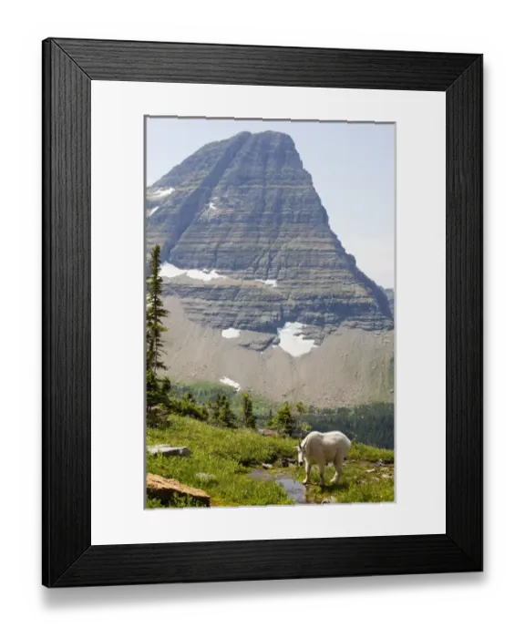 Framed Print : MT, Glacier National Park, above Logan Pass, Mountain Goat (Billy Goat) and Bearhat