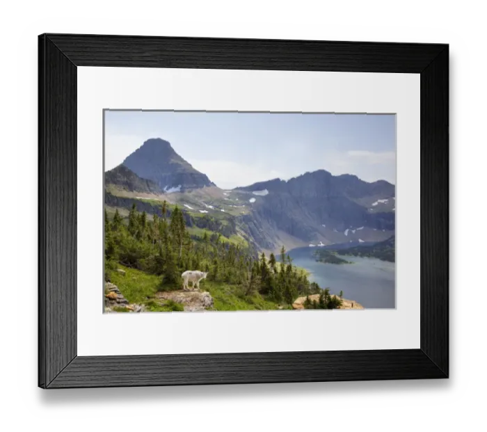 Framed Print : MT, Glacier National Park, above Logan Pass, Mountain Goat (Billy Goat) and Bearhat