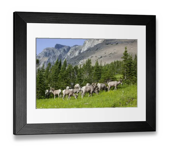 Framed Print : MT, Glacier National Park, Logan Pass, Bighorn Sheep herd Framed Print : MT, Glacier National Park, Logan Pass, Bighorn Sheep herd