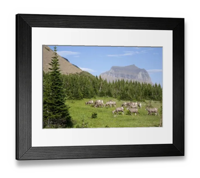 Framed Print : MT, Glacier National Park, Logan Pass, Bighorn Sheep herd Framed Print : MT, Glacier National Park, Logan Pass, Bighorn Sheep herd