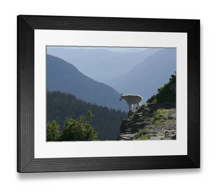 Framed Print : A Mountain Goat surveys his domain from a high clift in Glacier National Park Framed Print : A Mountain Goat surveys his domain from a high clift in Glacier National Park