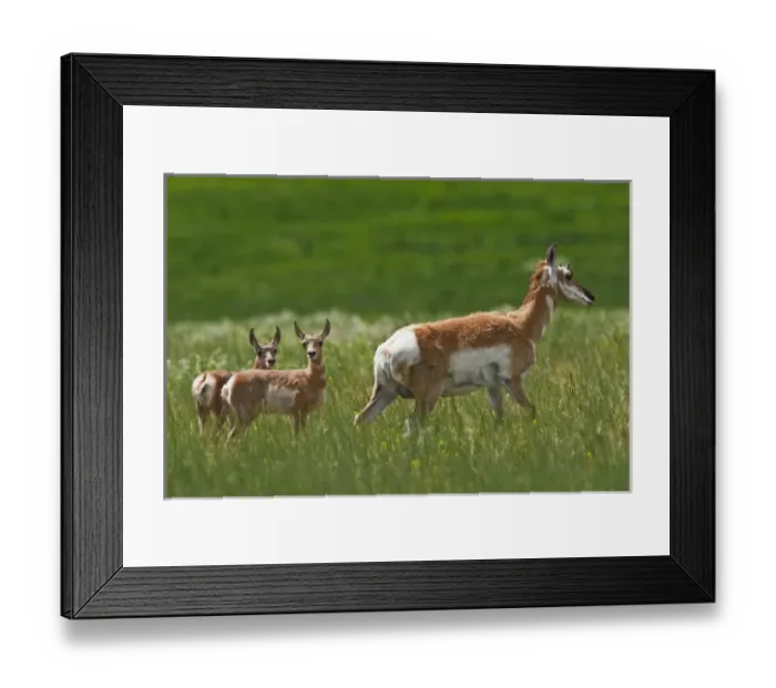 Framed Print : North America, USA, Montana, pronghorn with babies in prairie grass, June Framed Print : North America, USA, Montana, pronghorn with babies in prairie grass, June