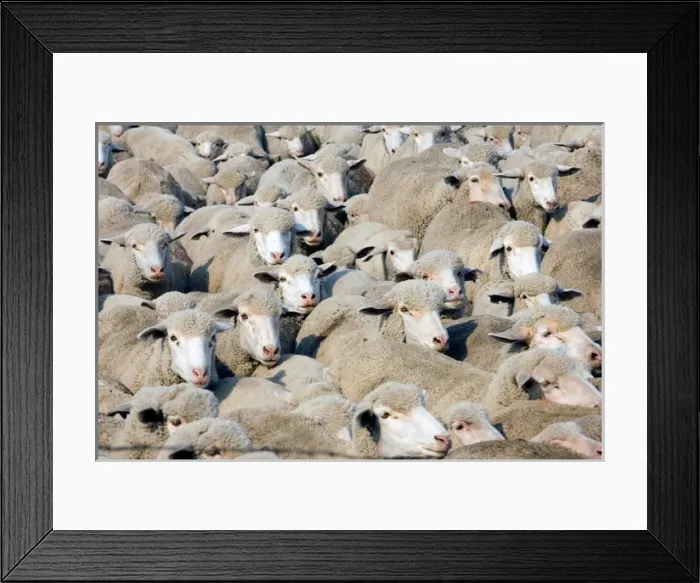 Framed Print : Flock of sheep on a ranch in Northern Montana Framed Print : Flock of sheep on a ranch in Northern Montana