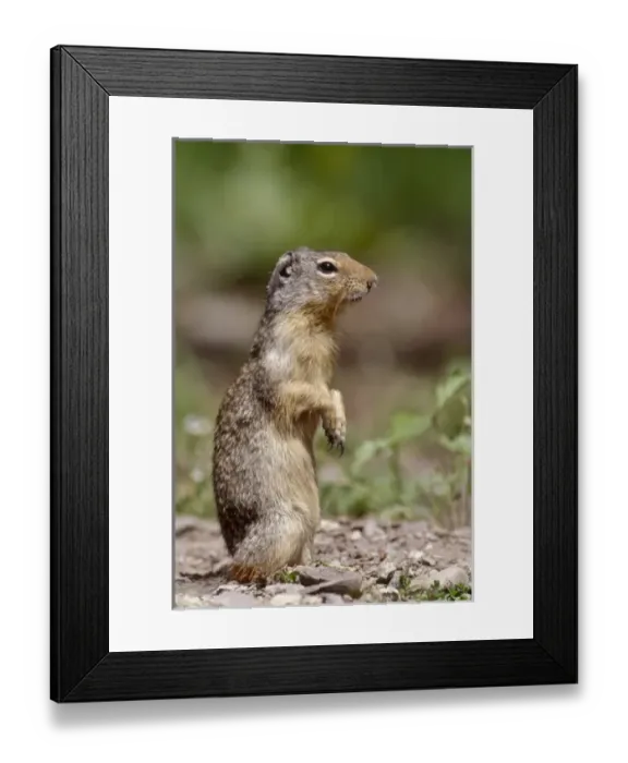 Framed Print : USA, Montana, Glacier National Park, Columbian Ground Squirrel (Spermophilus columbianus) Framed Print : USA, Montana, Glacier National Park, Columbian Ground Squirrel (Spermophilus columbianus)
