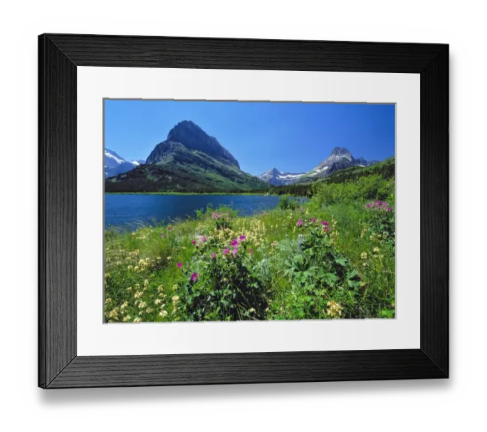 Framed Print : USA, Montana, Glacier NP. Wildflowers abound on the nature trail around Swiftcurrent Lake and Mt Framed Print : USA, Montana, Glacier NP. Wildflowers abound on the nature trail around Swiftcurrent Lake and Mt