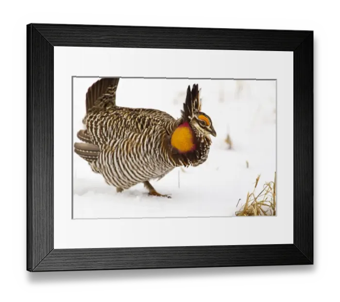 Framed Print : Male prairie chicken booming on lek in Loup County, Nebraska, USA Framed Print : Male prairie chicken booming on lek in Loup County, Nebraska, USA