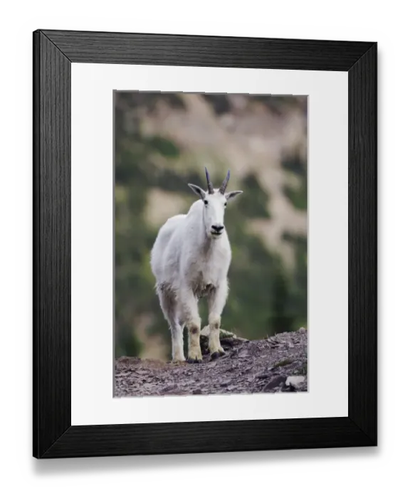 Framed Print : Mountain Goat, Oreamnos americanus, adult with summer coat, Glacier National Park, Montana Framed Print : Mountain Goat, Oreamnos americanus, adult with summer coat, Glacier National Park, Montana